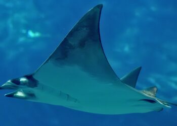 Pairi Daiza zegt duivelsroggen te gaan houden in megakas Edenya