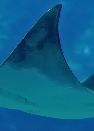 Pairi Daiza zegt duivelsroggen te gaan houden in megakas Edenya