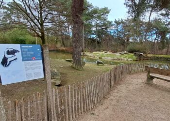 Veel uitval in pinguïnkolonie Beekse Bergen: vogels tijdelijk niet zichtbaar