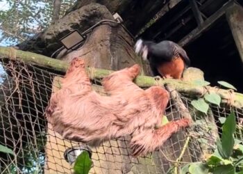 Hokko pakt luiaard aan die te dichtbij komt in Deense dierentuin