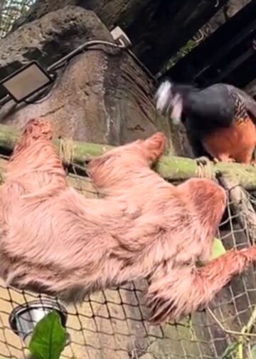 Hokko pakt luiaard aan die te dichtbij komt in Deense dierentuin