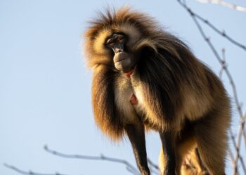 Grasetende apen gedood vanwege overschot in Zwitserse dierentuin