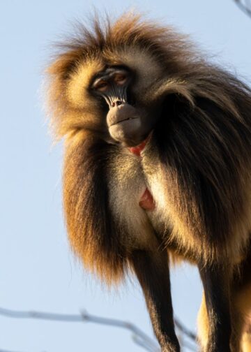 Grasetende apen gedood vanwege overschot in Zwitserse dierentuin