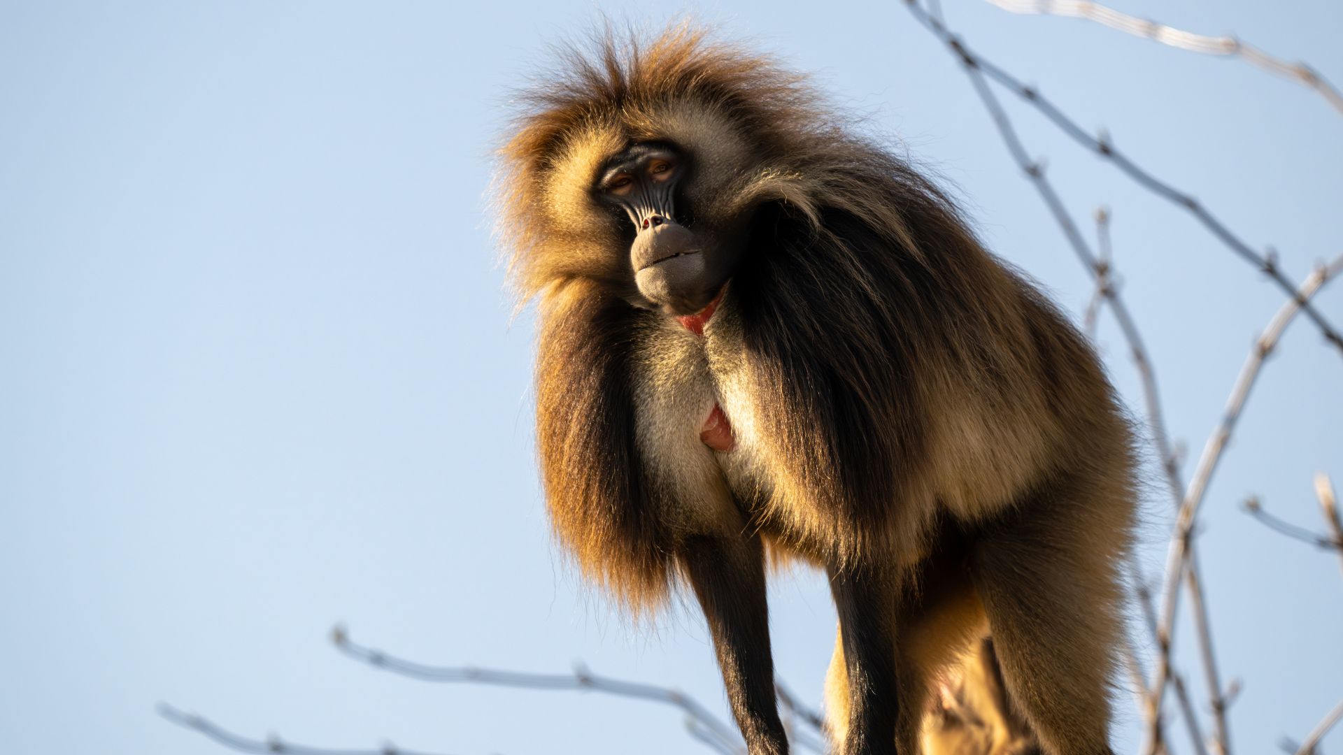 Grasetende apen gedood vanwege overschot in Zwitserse dierentuin