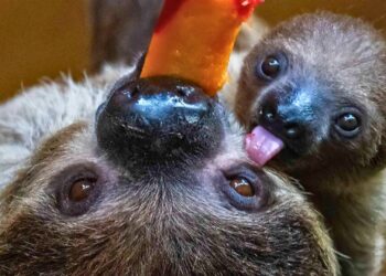 Dierentuin met meeste luiaards van Europa krijgt fokstop: één dier verhuist naar Wildlands