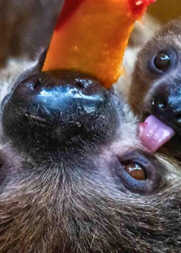 Dierentuin met meeste luiaards van Europa krijgt fokstop: één dier verhuist naar Wildlands