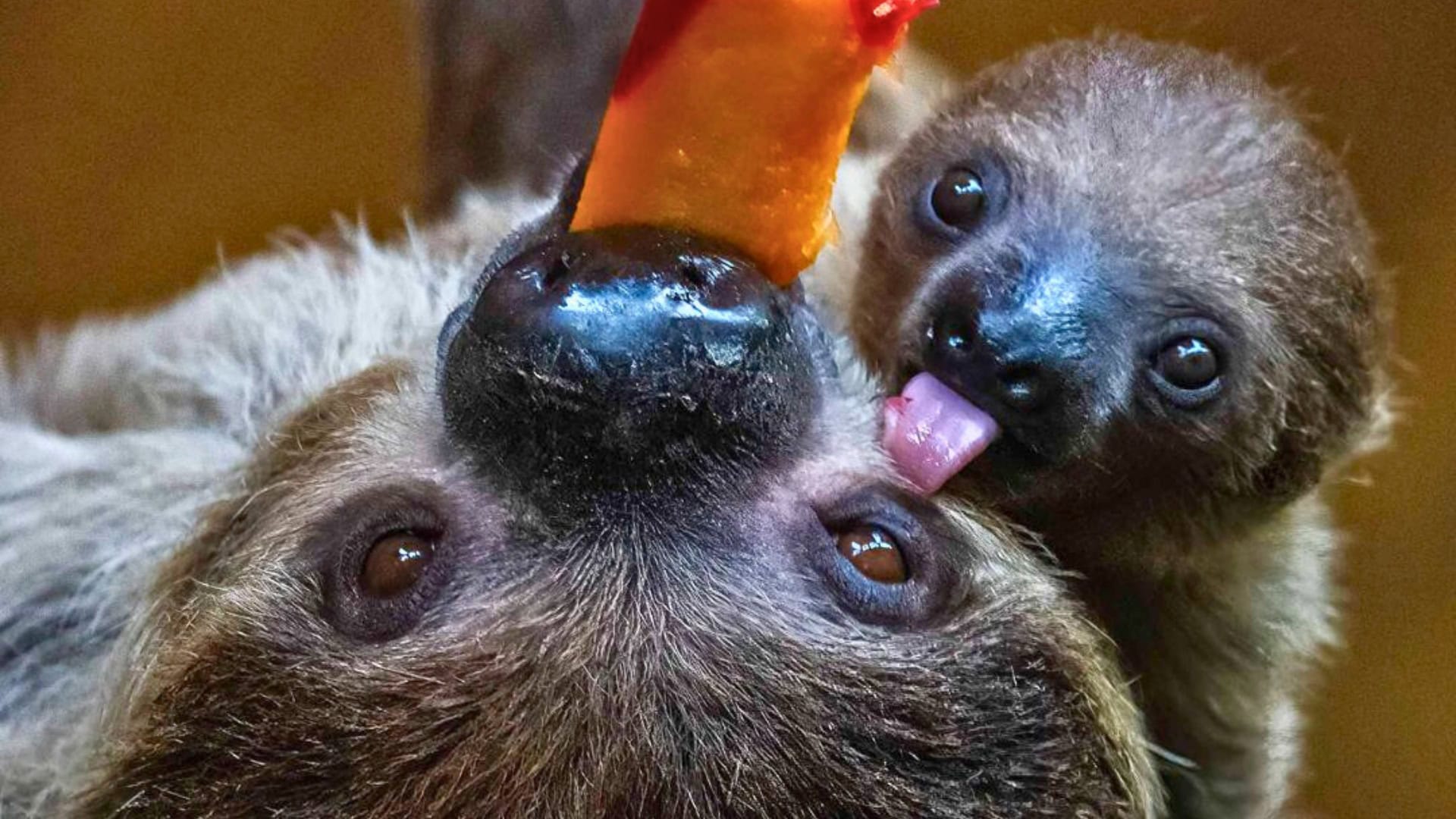 Dierentuin met meeste luiaards van Europa krijgt fokstop: één dier verhuist naar Wildlands