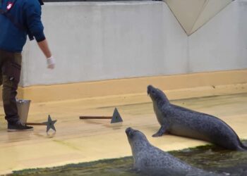 Dierentuindirecteur vreest zeehonden te moeten doden door politiek conflict