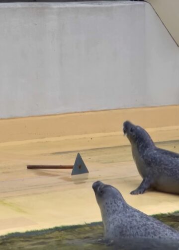 Dierentuindirecteur vreest zeehonden te moeten doden door politiek conflict