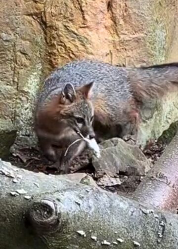 Nieuwe diersoort geïmporteerd naar Europese dierentuinen: de grijze vos