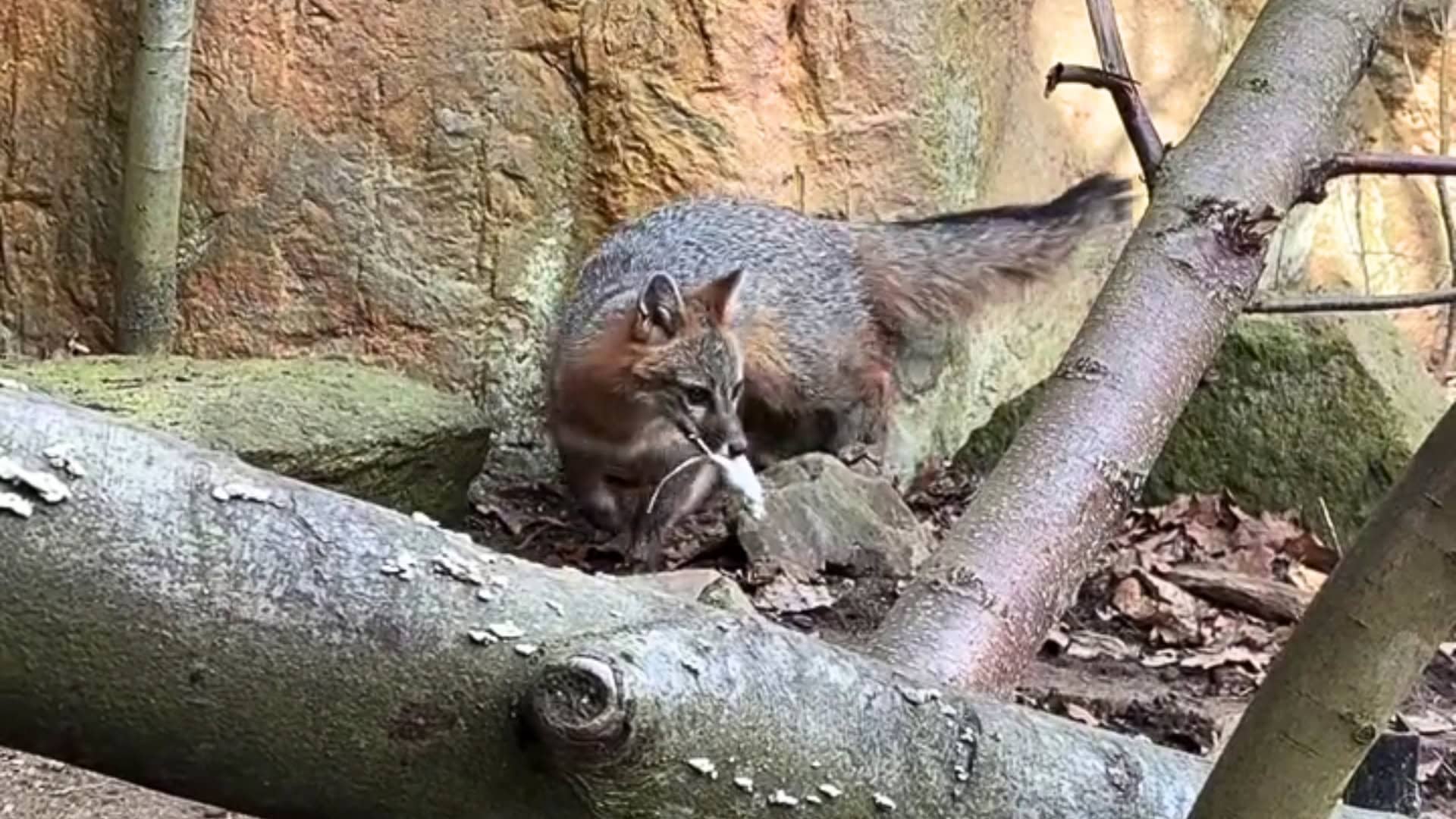 Nieuwe diersoort geïmporteerd naar Europese dierentuinen: de grijze vos