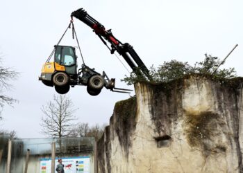 Dierentuin weet niet waarom ijsberenverblijf leegloopt: nooduitgang aangelegd