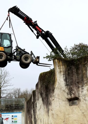 Dierentuin weet niet waarom ijsberenverblijf leegloopt: nooduitgang aangelegd