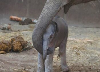 Olifant krijgt op opvallend jonge leeftijd kalf in Deense dierentuin