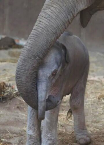 Olifant krijgt op opvallend jonge leeftijd kalf in Deense dierentuin