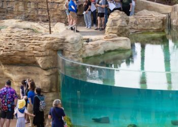 Nieuw zeekoeienverblijf Manatee River opent deuren voor publiek