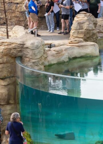 Nieuw zeekoeienverblijf Manatee River opent deuren voor publiek