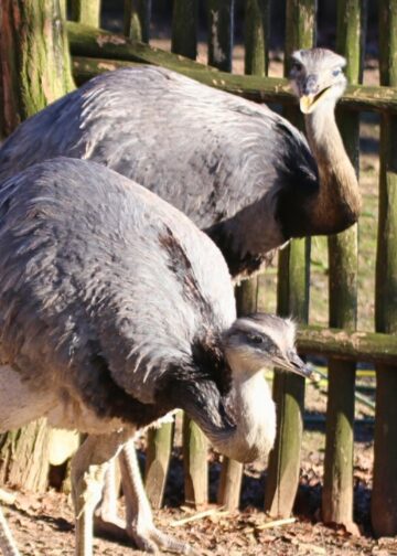 Meer dierentuinen getroffen door vogelgriep: vijf parken in korte tijd