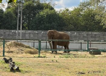 Minister dreigt met sluiting van grote dierentuin in België: dierwelzijnsproblemen in Pakawi Park