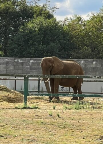 Minister dreigt met sluiting van grote dierentuin in België: dierwelzijnsproblemen in Pakawi Park