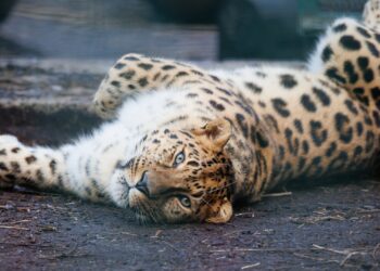 Speciale tunnel voor amoerpanters geopend: 160 meter lang