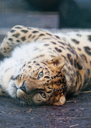 Speciale tunnel voor amoerpanters geopend: 160 meter lang