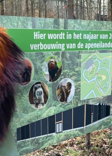 Noord-Hollands dierenpark gaat 1 miljoen euro investeren: uitbreiding tropische kas en apeneilanden
