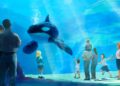 Tien jaar na ingrijpend besluit: aantal orka’s in SeaWorld fors gezakt