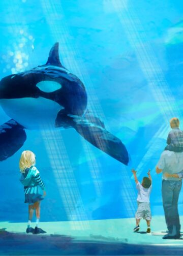 Tien jaar na ingrijpend besluit: aantal orka’s in SeaWorld fors gezakt