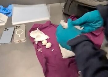 Papegaai komt uit ei in handbagage: smokkelaars op Schiphol