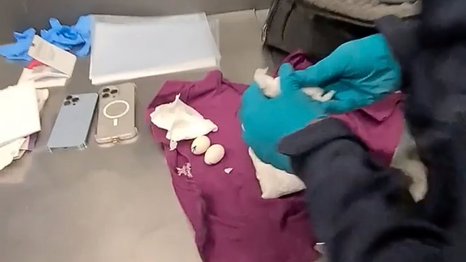 Papegaai komt uit ei in handbagage: smokkelaars op Schiphol