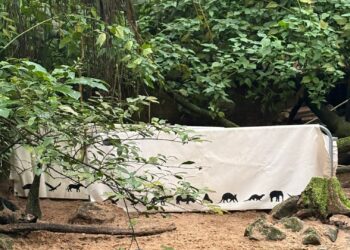 Onrust in capibaraverblijf van Burgers’ Zoo: dranghek in verblijf