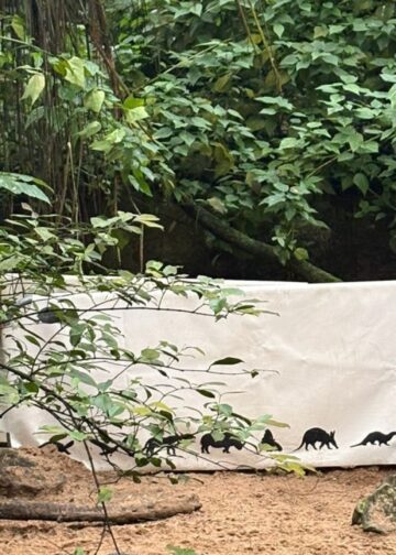 Onrust in capibaraverblijf van Burgers’ Zoo: dranghek in verblijf