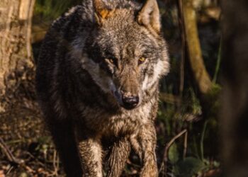 Hele roedel wolven geëuthanaseerd in dierentuin door agressie 