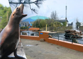 Zeeleeuwenverblijf Dolfinarium nog altijd niet aangepast: deadline verstreken