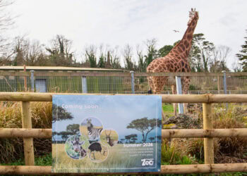 Beekse Bergen-eigenaar windt er geen doekjes om: opgekochte dierentuin wordt snel verbouwd