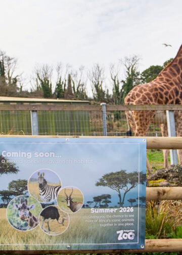 Beekse Bergen-eigenaar windt er geen doekjes om: opgekochte dierentuin wordt snel verbouwd