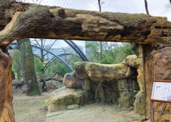 Nieuw roofdierenverblijf geopend in best bezochte dierentuin van Europa