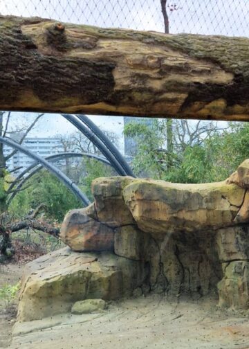 Nieuw roofdierenverblijf geopend in best bezochte dierentuin van Europa