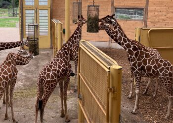 Abonnementen voor Blijdorp worden duurder: voor het eerst sinds 2024