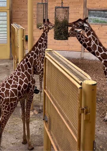 Abonnementen voor Blijdorp worden duurder: voor het eerst sinds 2024