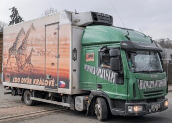 Europese dierentuinen gaan bongo’s naar Afrika sturen voor herintroductieproject