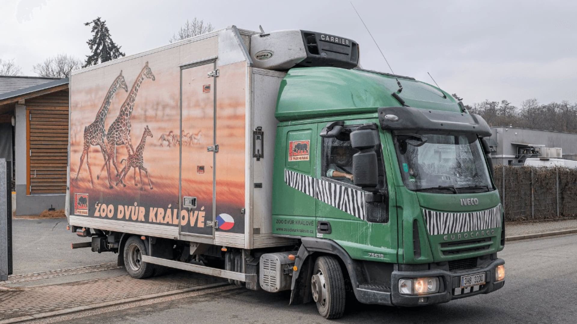 Europese dierentuinen gaan bongo’s naar Afrika sturen voor herintroductieproject