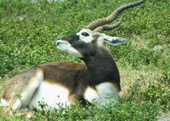 Onbekend persoon schiet antilope dood in Oostenrijkse dierentuin