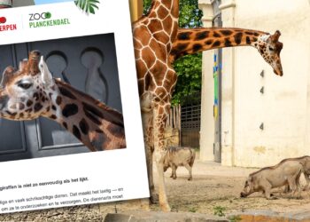 Belgische dierentuin smeekt om 60.000 euro bij abonnementhouders voor… een wand