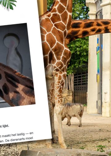 Belgische dierentuin smeekt om 60.000 euro bij abonnementhouders voor… een wand