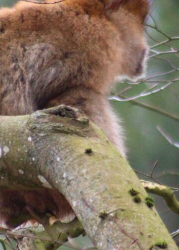 Aap ontsnapt in Apenheul tijdens seizoensopening: ‘Is op zich niet erg’