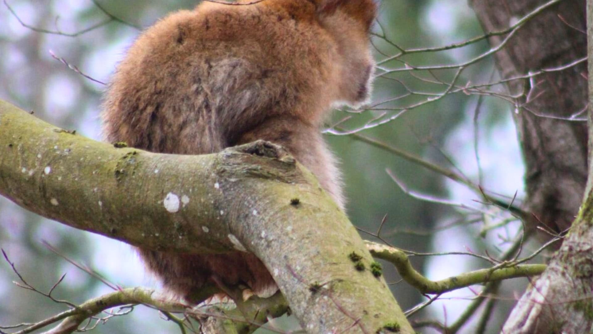 Aap ontsnapt in Apenheul tijdens openingsweekend: ‘Is op zich niet erg’