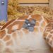 Diergaarde Blijdorp euthanaseert giraffe en gebruikt haar voor onderzoek