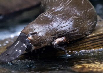 Een van de slechts twee vogelbekdieren buiten Australië gestorven